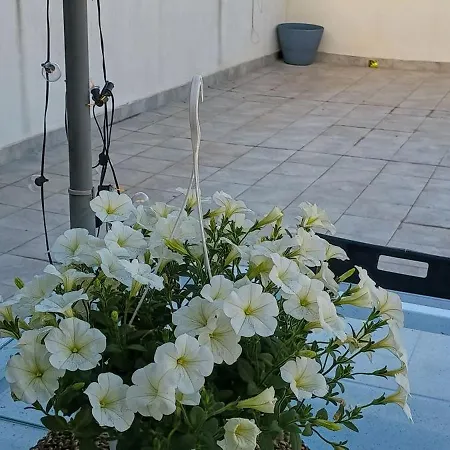 Appartement Grecale House